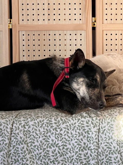 YANDY - Australian Shepherd available for adoption