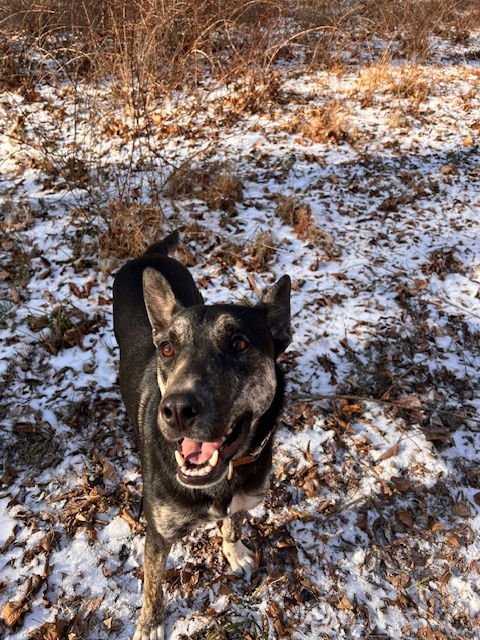 YANDY - Australian Shepherd available for adoption