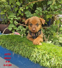 Otto - Photo 1
