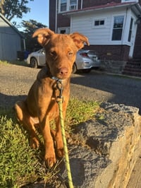Otto - Photo 1