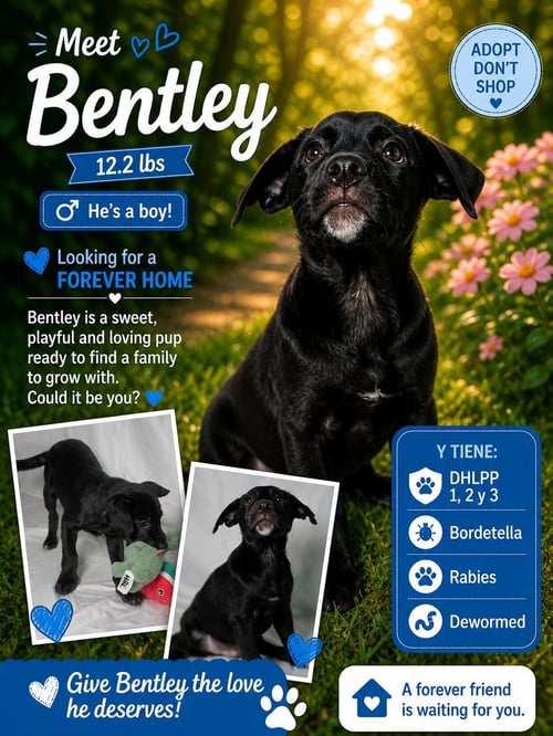 BENTLEY - Retriever for adoption in Philadelphia