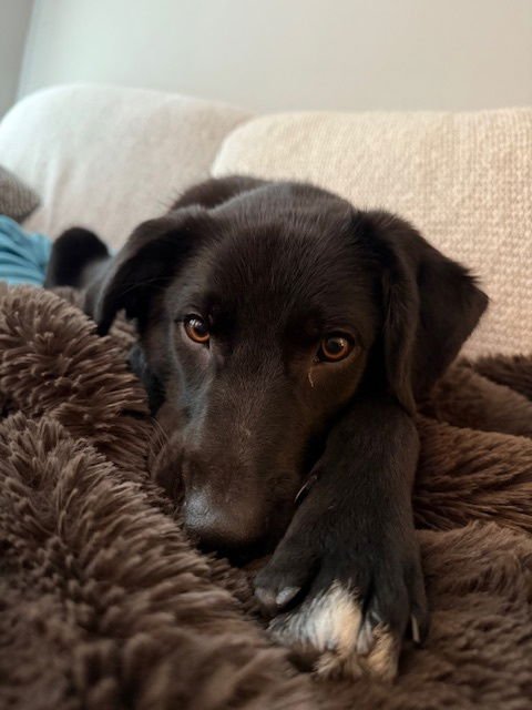 JET - Australian Cattle Dog/Blue Heeler available for adoption