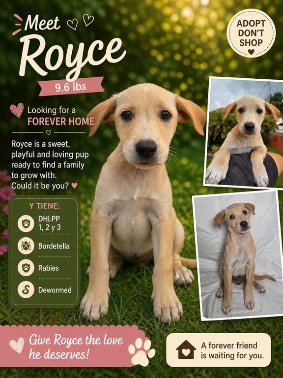 Royce Image