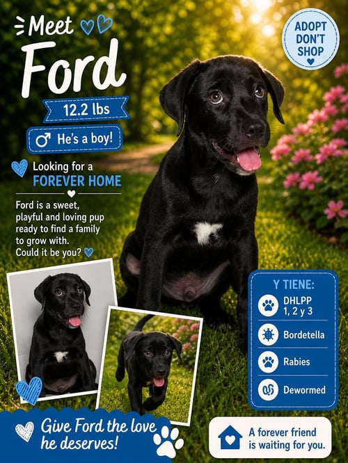 FORD - Retriever for adoption in Philadelphia