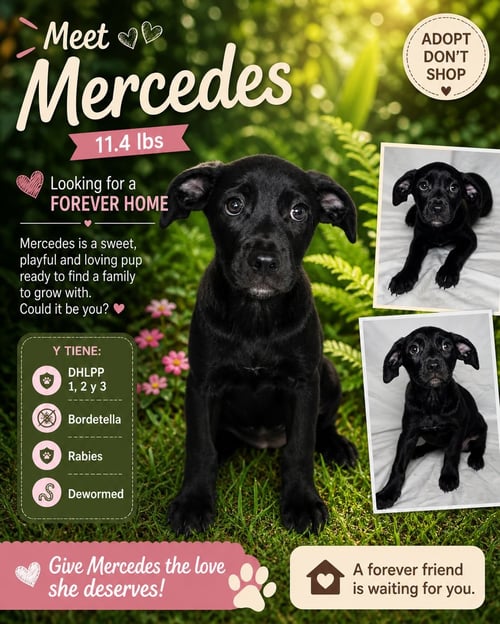 MERCEDES