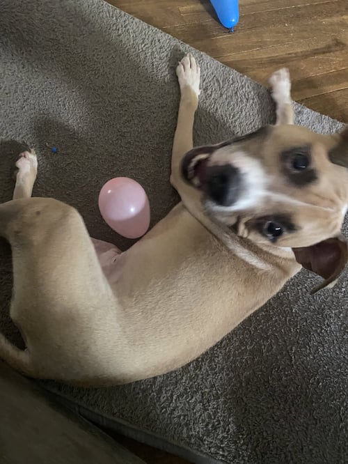 SPIKE COURTESY POST - Terrier for adoption in Cleveland