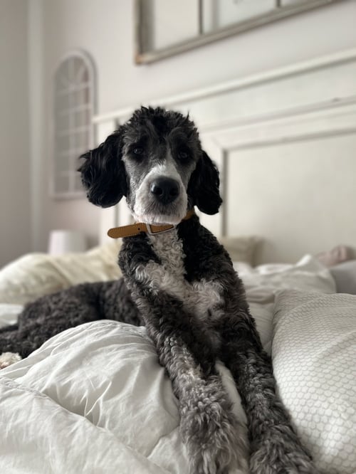 FLYNN