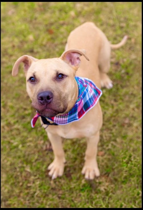 REX - Labrador Retriever / American Staffordshire Terrier for adoption in Cleveland