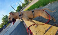Rex - Photo 6