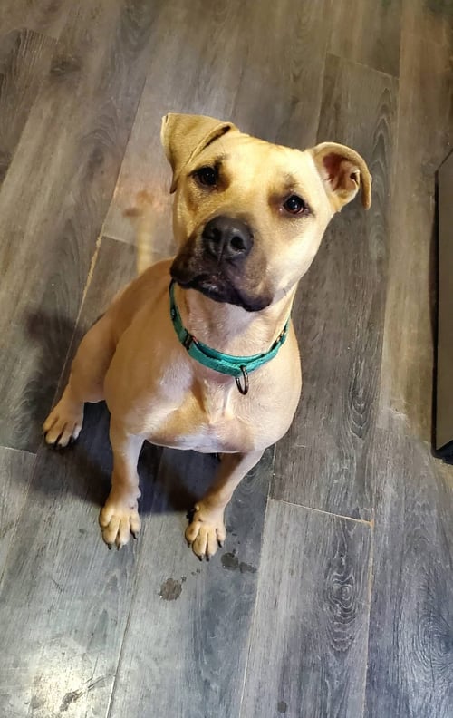 REX - Labrador Retriever / American Staffordshire Terrier for adoption in Cleveland