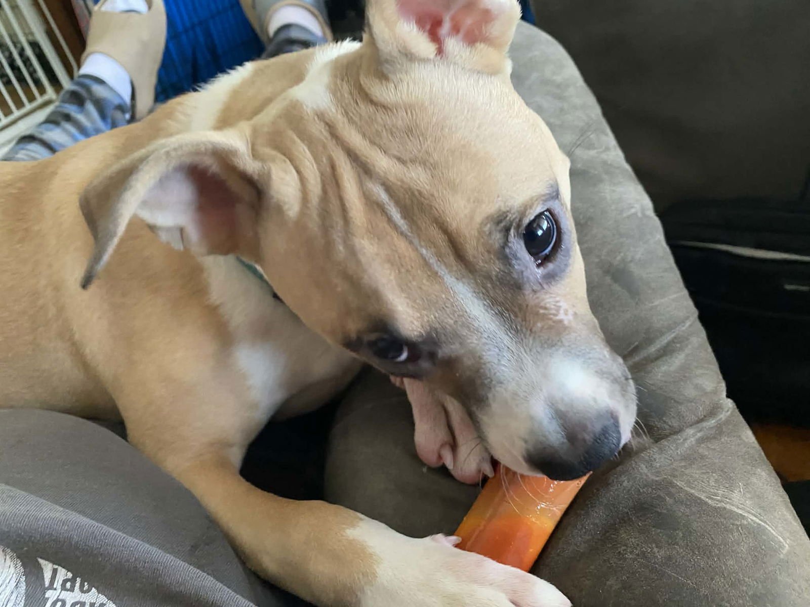 COURTESY POST: SPIKE - Terrier available for adoption