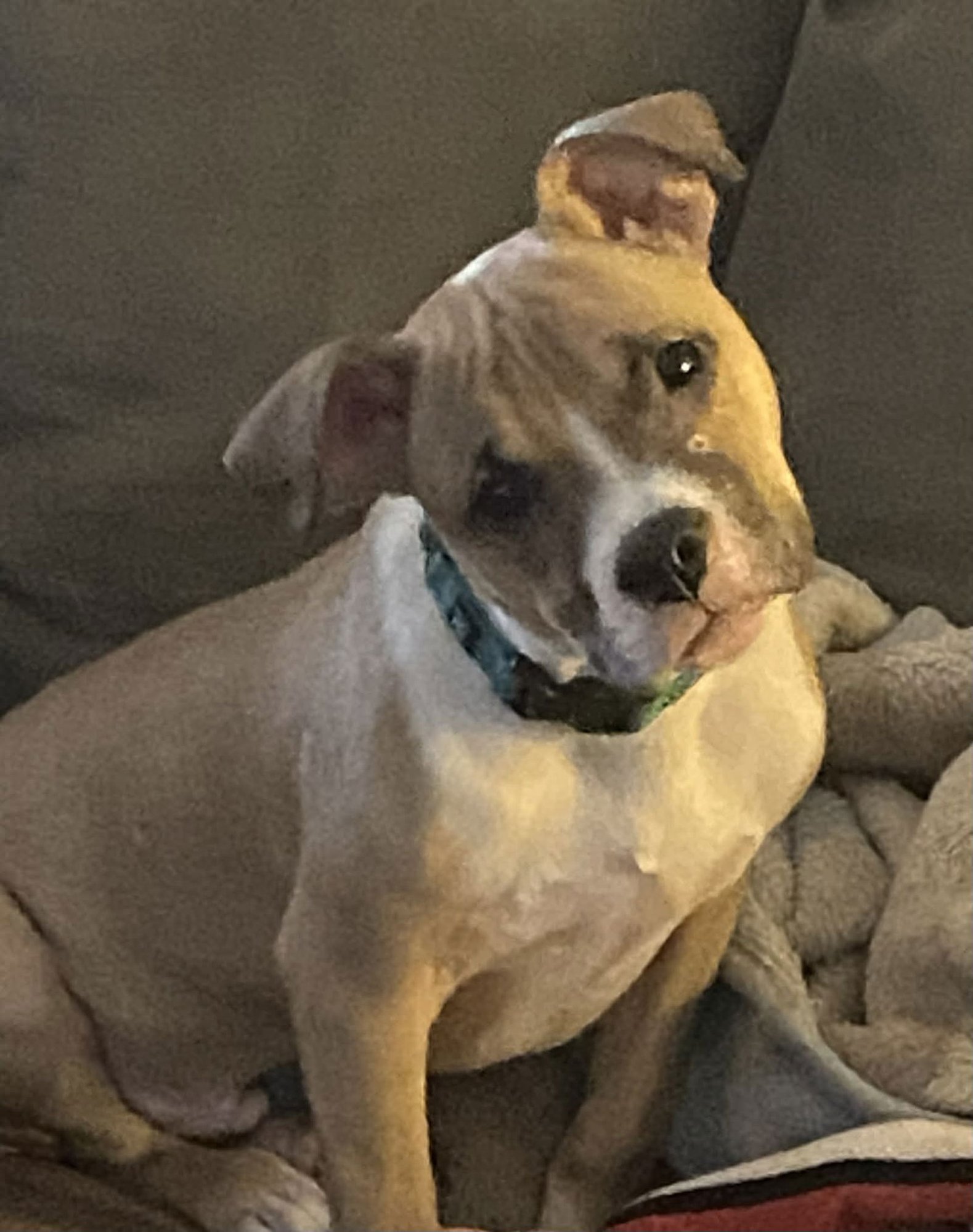 COURTESY POST: SPIKE - Terrier available for adoption