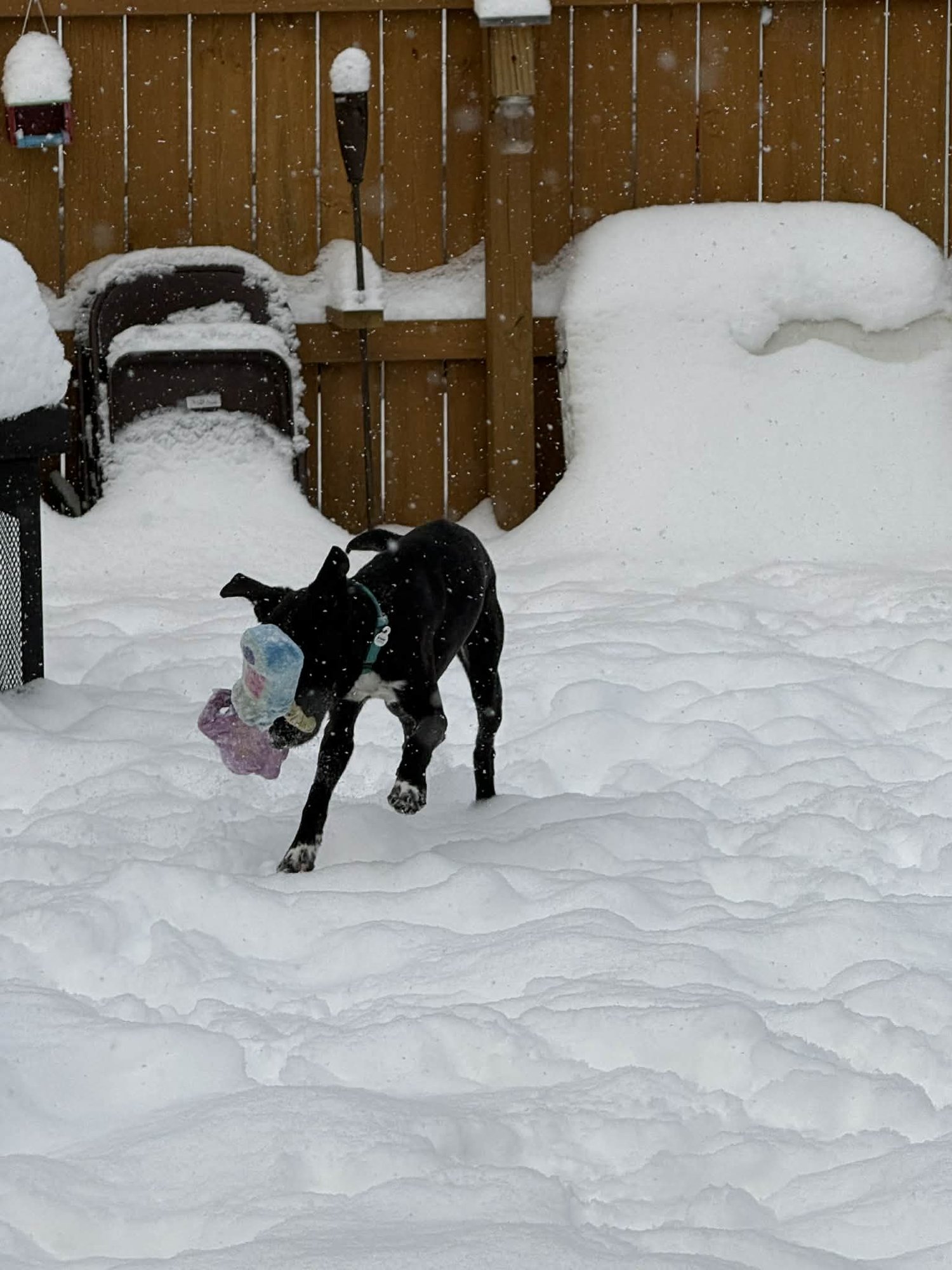 ZEUS - Labrador Retriever / Catahoula Leopard Dog available for adoption