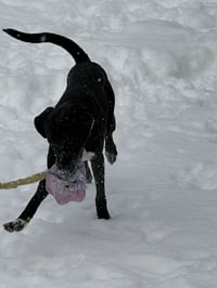 Zeus - Photo 3
