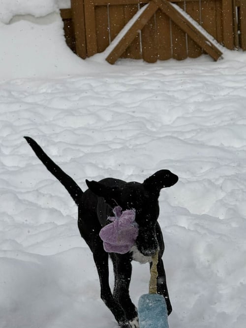 ZEUS - Labrador Retriever / Catahoula Leopard Dog for adoption in Cleveland