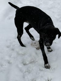 Zeus - Photo 4