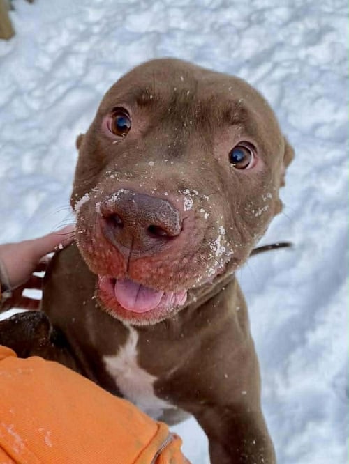 CALVIN - Pit Bull Terrier for adoption in Cleveland
