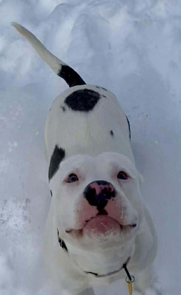 CHEERY - American Pit Bull Terrier available for adoption