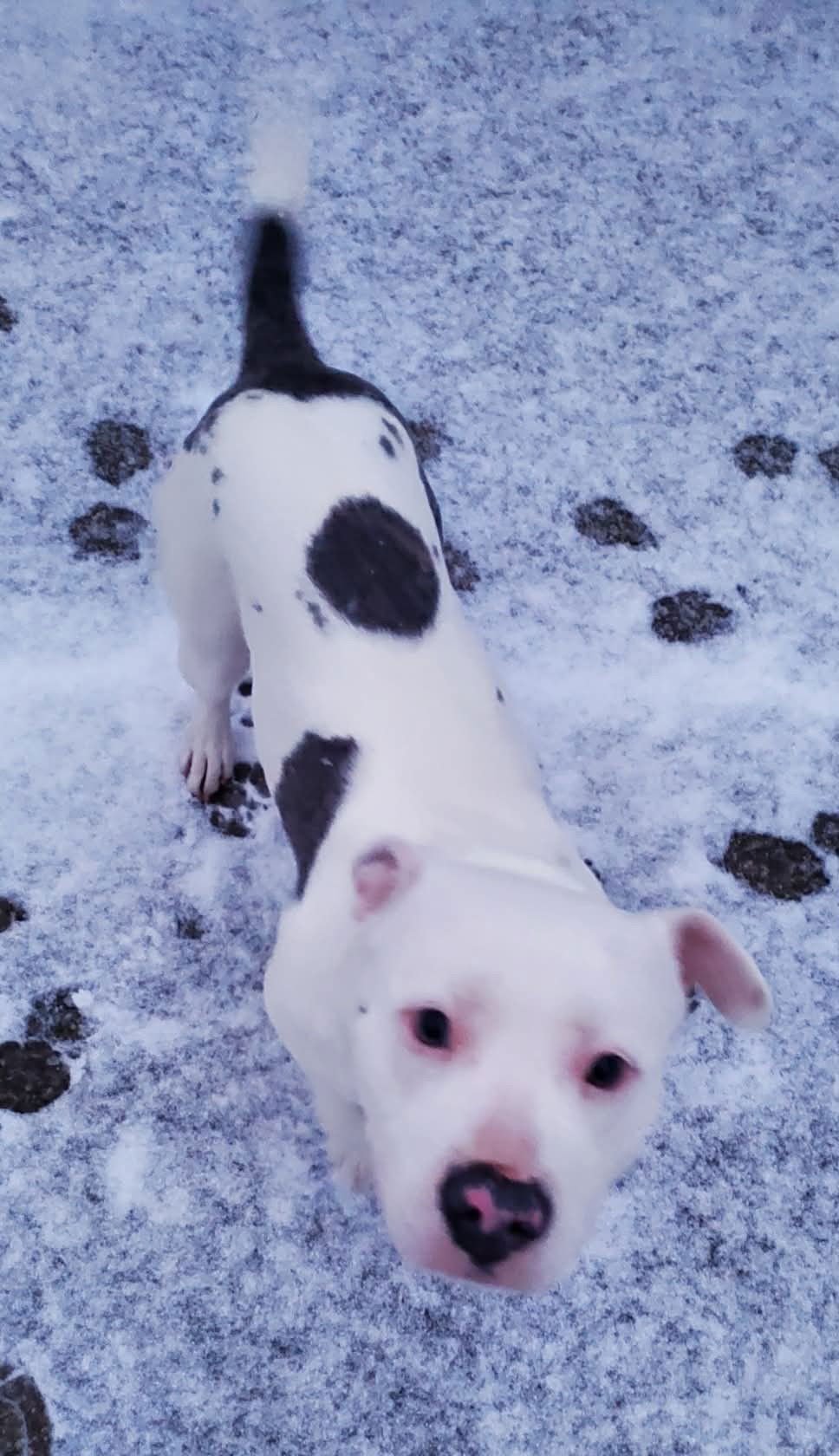 CHEERY - American Pit Bull Terrier available for adoption