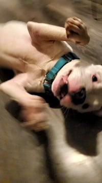 Oreo - Photo 8