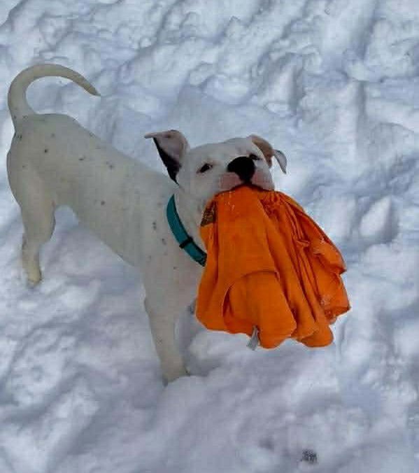 OREO - American Bulldog / Terrier available for adoption