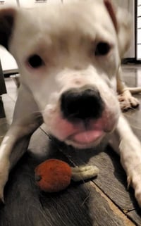Oreo - Photo 4