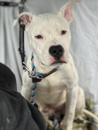 Oreo - Photo 7