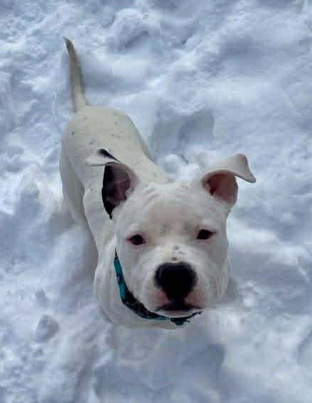 OREO - American Bulldog / Terrier for adoption in Cleveland