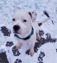 Oreo - Photo 6