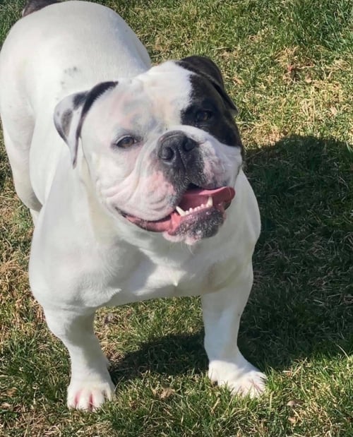 CHUNK COURTESY POST - Bulldog for adoption in Cleveland