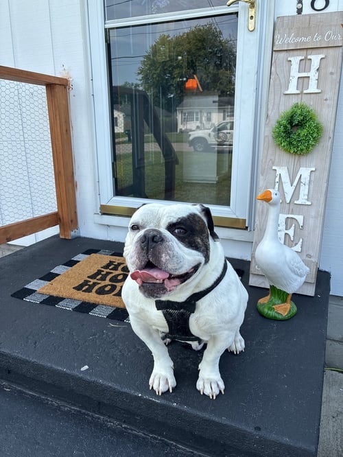 CHUNK COURTESY POST - Bulldog available for adoption