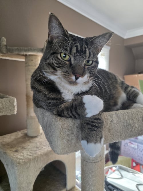 CYAN - Domestic Short Hair available for adoption