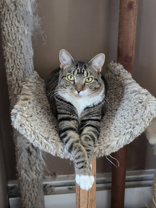 CYAN - Domestic Short Hair available for adoption