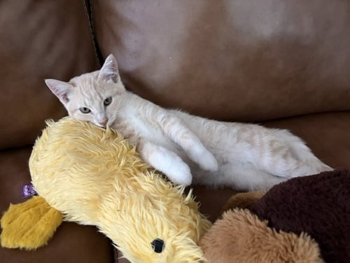 BUFFY - Domestic Short Hair available for adoption