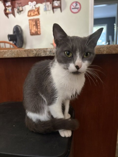 MIA - Domestic Short Hair available for adoption