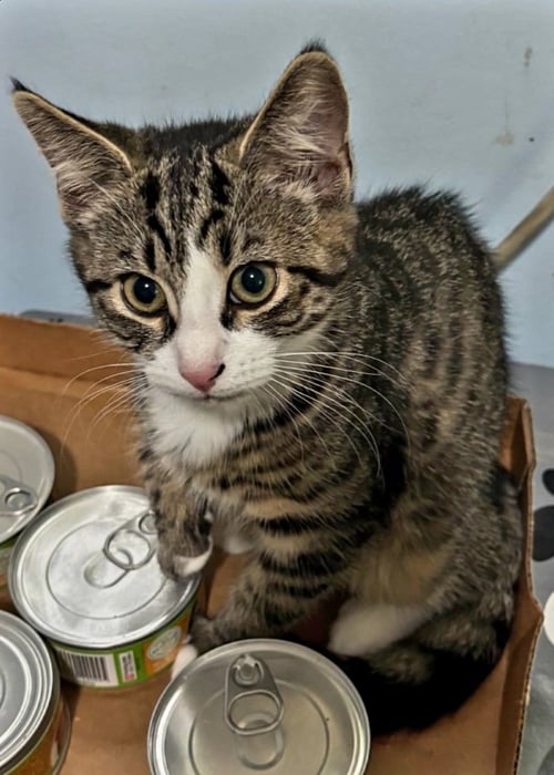 BUNNY - Domestic Short Hair available for adoption