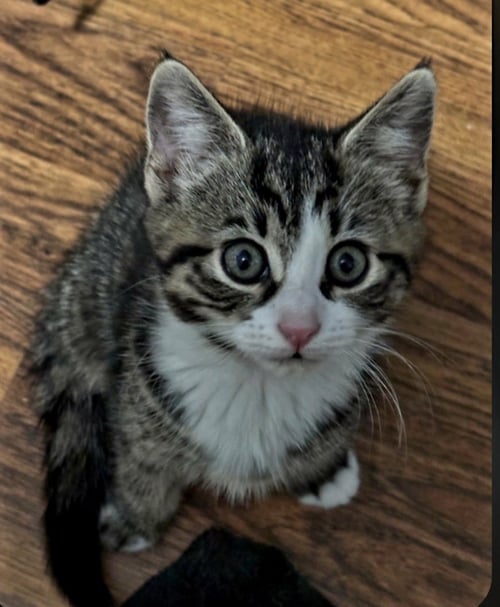 BUNNY - Domestic Short Hair available for adoption