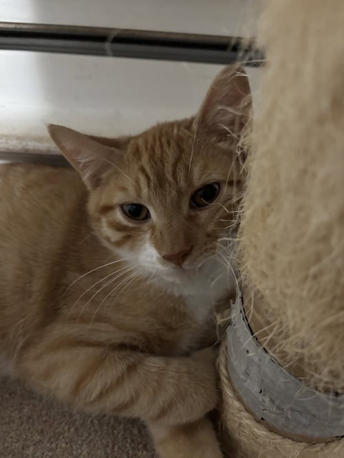 MITCH - Domestic Short Hair available for adoption