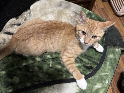 MITCH - Domestic Short Hair available for adoption