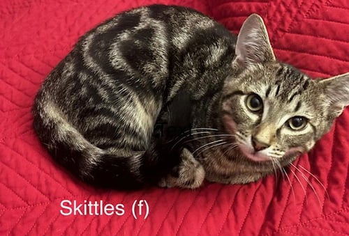 SKITTLES - Domestic Short Hair available for adoption