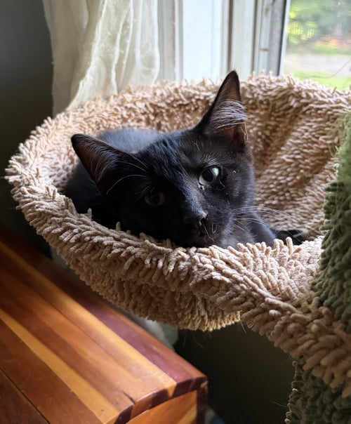 BEAR BEAR - Domestic Short Hair available for adoption