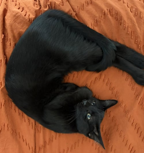 BEAR BEAR - Domestic Short Hair available for adoption