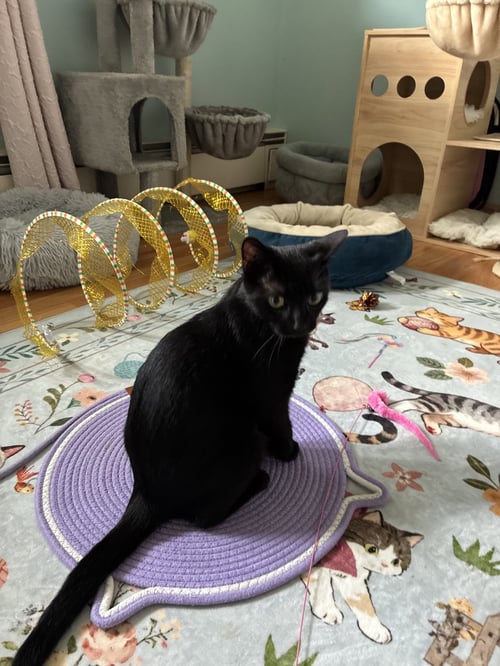 RAVEN - Domestic Short Hair available for adoption