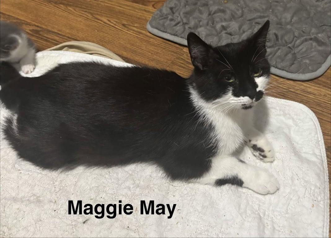 Maggie May Image