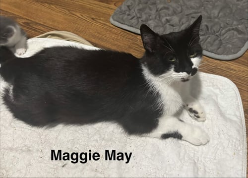 MAGGIE MAY - Domestic Short Hair available for adoption