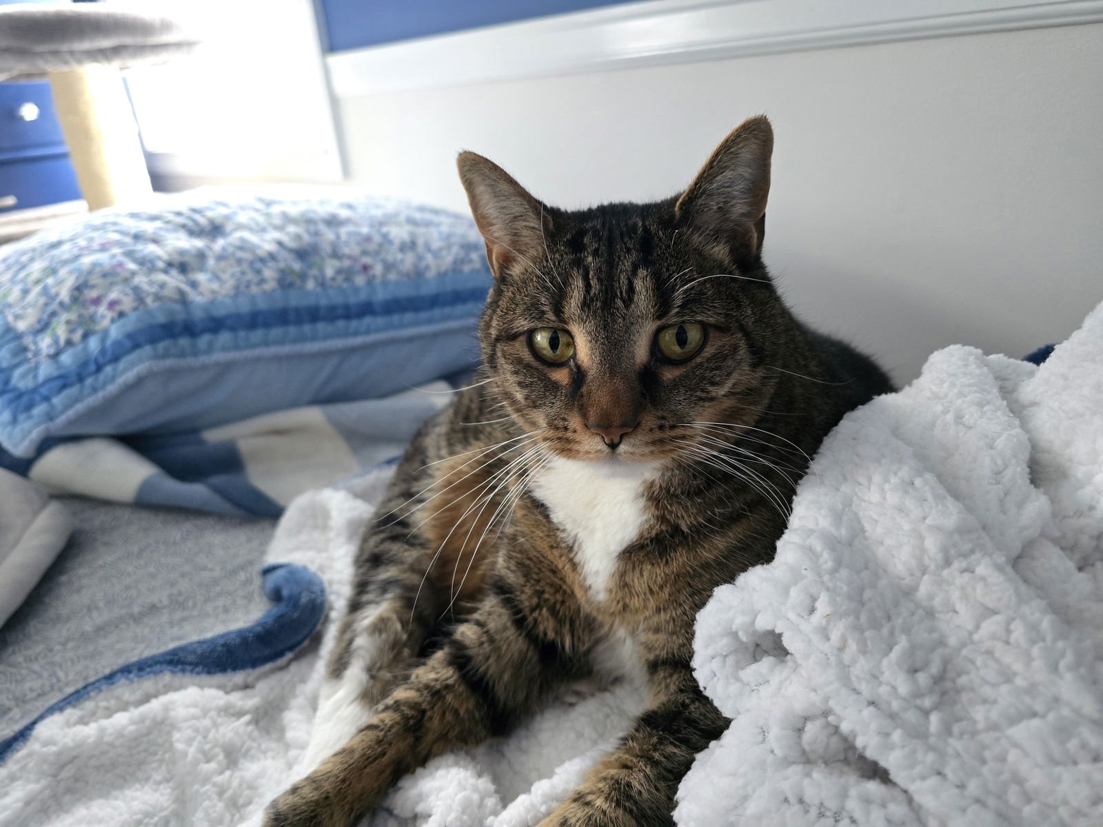 PHOEBE - Domestic Short Hair available for adoption