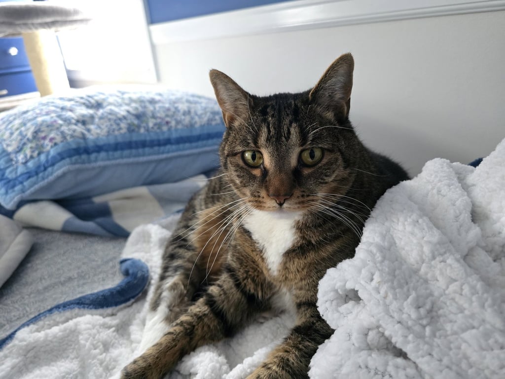Phoebe Image