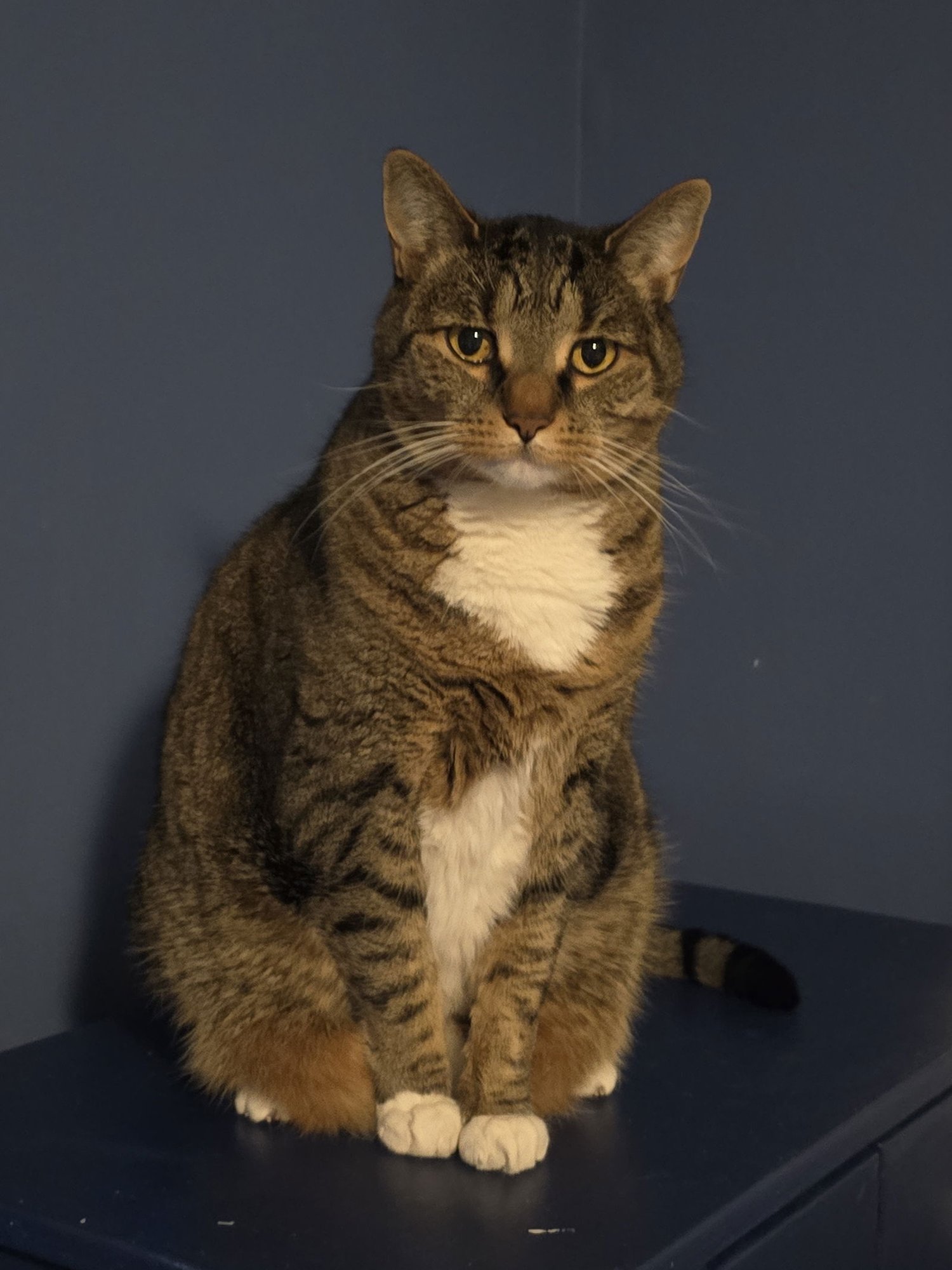 PHOEBE - Domestic Short Hair available for adoption