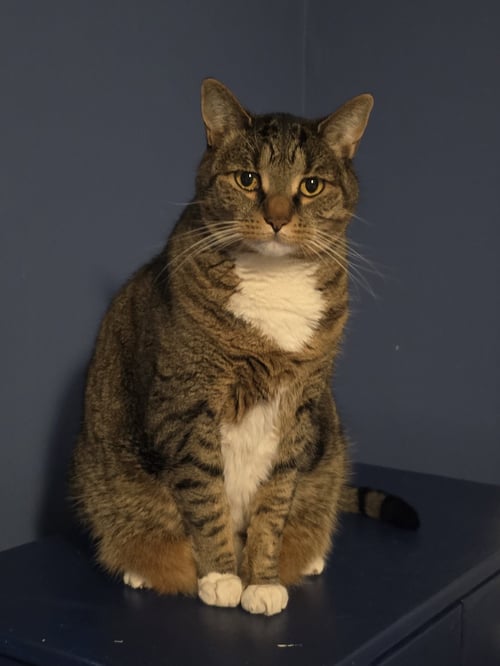 PHOEBE - Domestic Short Hair available for adoption