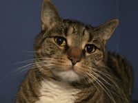 Phoebe - Photo 3